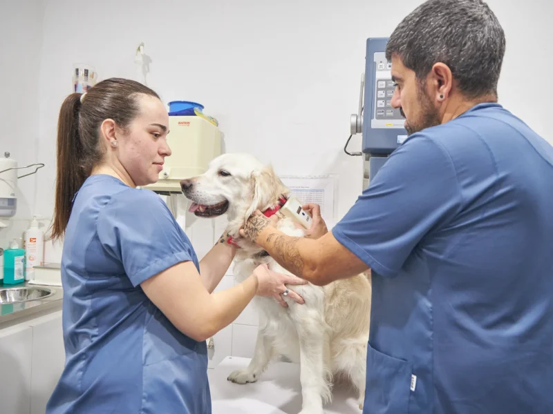 Animalons-Clinica-Veterinaria-Amposta-10