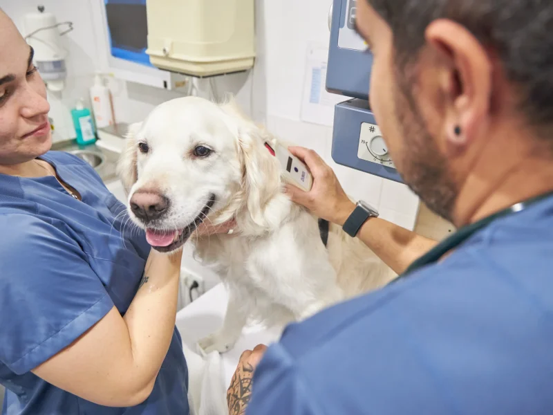 Animalons-Clinica-Veterinaria-Amposta-30
