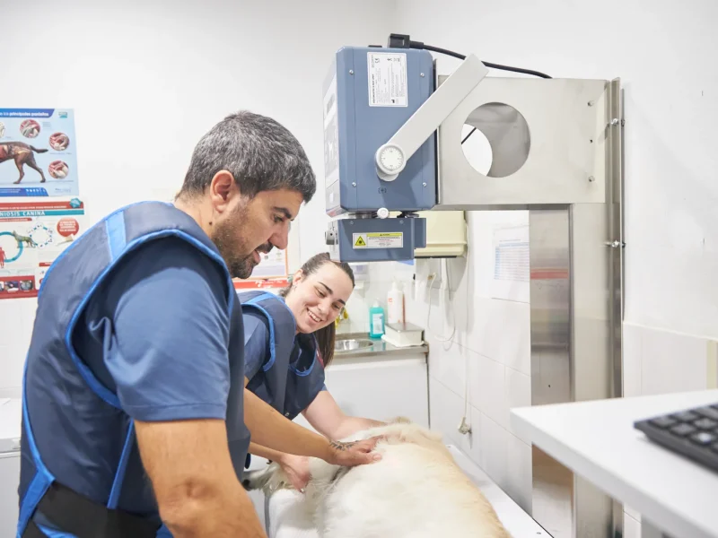 Animalons-Clinica-Veterinaria-Amposta-45