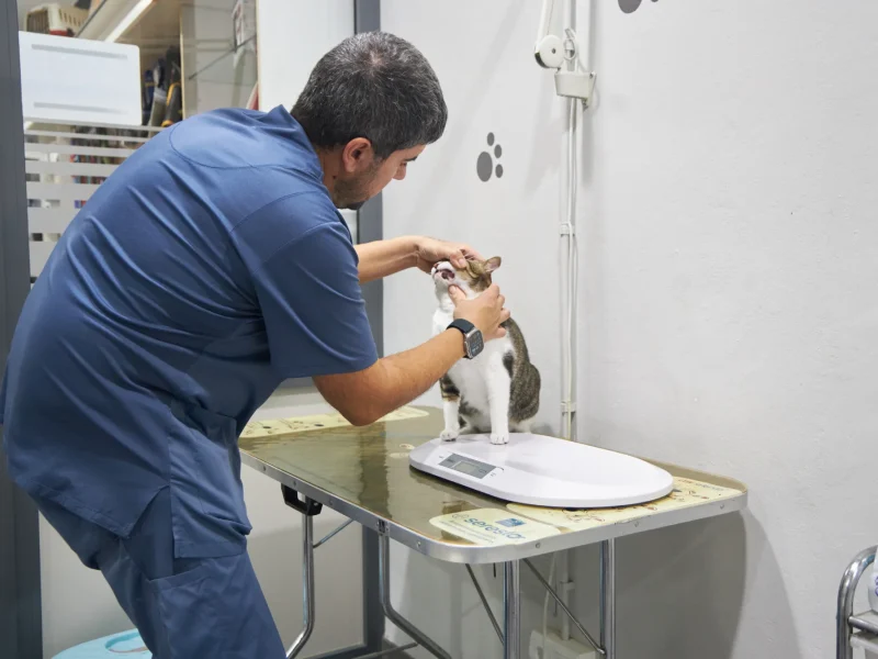 Animalons-Clinica-Veterinaria-Amposta-52