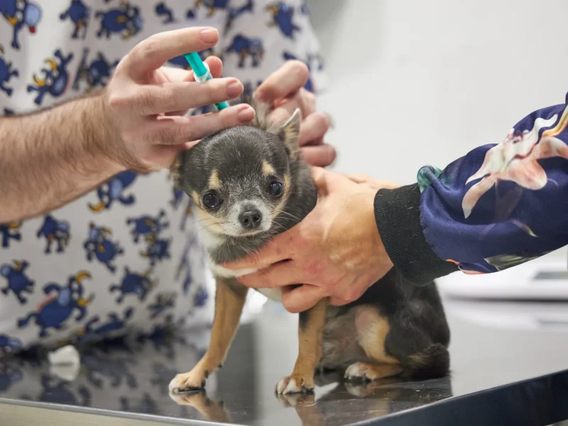 Animalons-Clinica-Veterinaria-Amposta-55