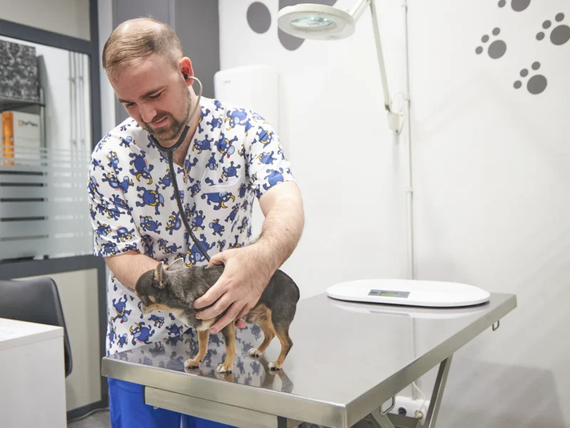 Animalons-Clinica-Veterinaria-Amposta-58