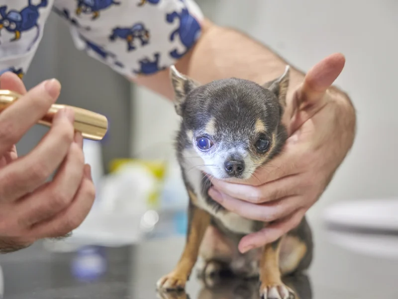 Animalons-Clinica-Veterinaria-Amposta-63