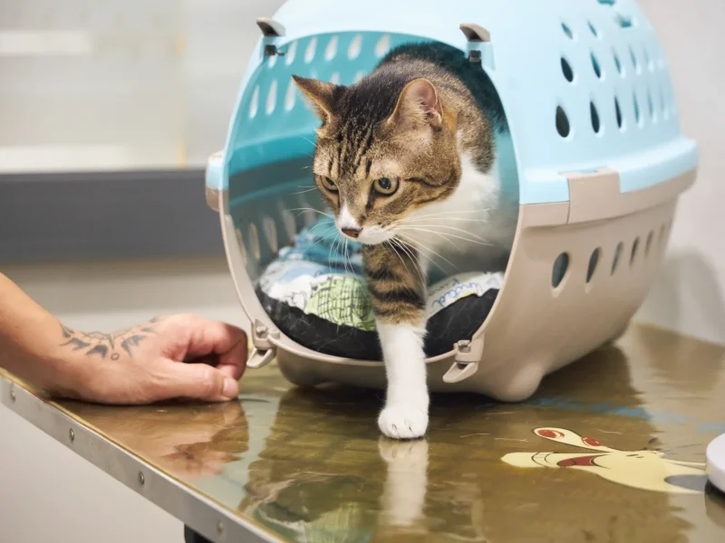 Animalons-Clinica-Veterinaria-Amposta-68