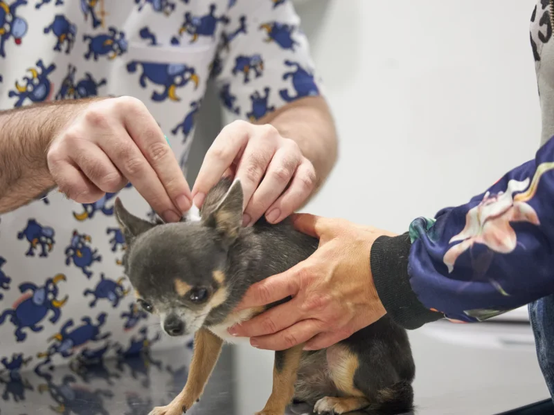 Animalons-Clinica-Veterinaria-Amposta-7