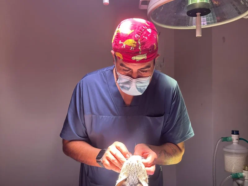 Animalons-Clinica-Veterinaria-Amposta-Cirurgia