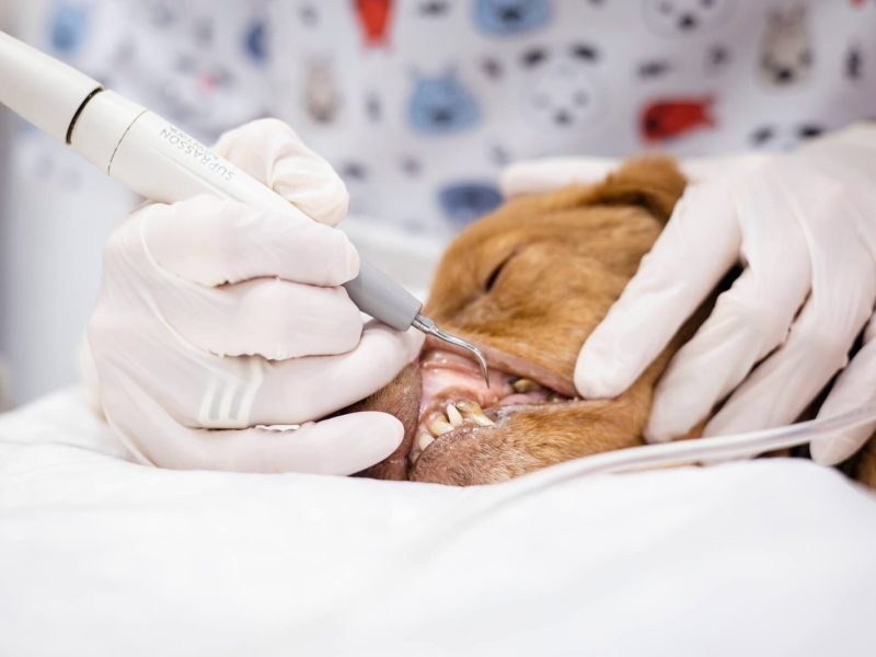 Animalons-servicios-higiene-dental