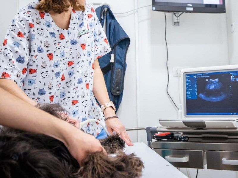 Animalons-servicios-trauma