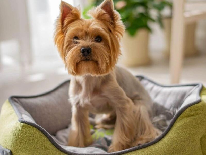 Animalons-visitas-domicilio