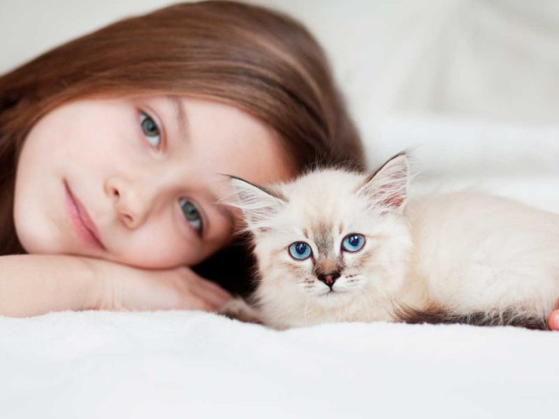 planes-de-salud-veterinarios-gatos-cachorro